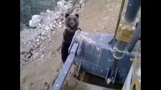 Добрый русский медведь