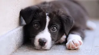 Little Stray Puppy Finds A Loving Family