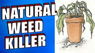 21 Ways to Kill Weeds Naturally and Fast on Grass, Paving & Driveways