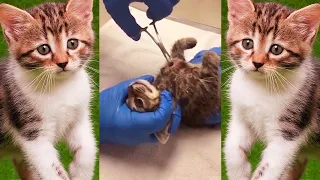 Botfy Larva Removal From Kitten || Botfly Removal #29