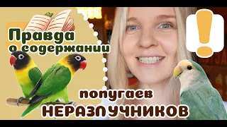 20 вещей которые надо знать о НЕРАЗЛУЧНИКАХ, прежде чем завести.