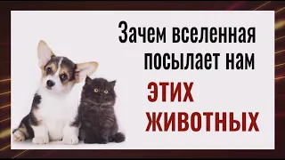 Вот почему вселенная посылает нам кошек и собак