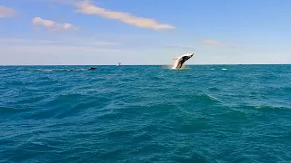 Light wind Winging with whales and turtles in Maui