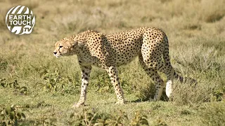 Cheetah loses kill to hyena and vultures