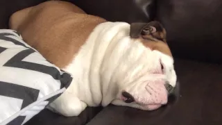 Bulldog Snoring makes Funny Noises