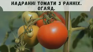 Надранні томати з ранніх. Огляд