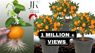 Best way to grow orange 🍊 tree from orange #gardening#farm#fruit#farming#orange