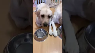 You will get STOMACH ACHE FROM LAUGHING SO HARD🐶Funny Dog Videos #Short 53 | Unique