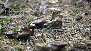 В лесу под Воронежем нашли черепа животных.