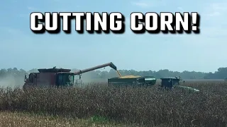 corn 🌽 harvest 2023.