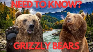 Enter the wild! Massive Grizzly bears facts!