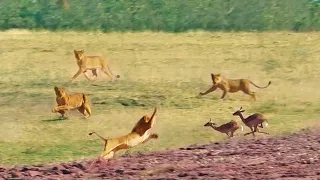 Impalas Try Jumping Over 7 Lions