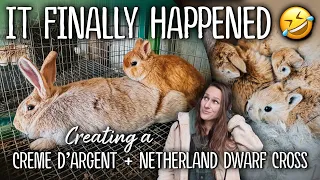 Finally, IT WORKED! 😂 I bred a Netherland Dwarf to a full-sized Creme d'Argent meat rabbit