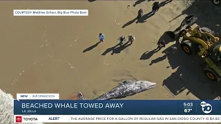 Young whale washes ashore on beach in La Jolla