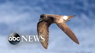 Rare bird found inside Hawaii Volcanoes National Park