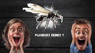 J'ai une fondation de plusieurs Reines Messor barbarus ? ( Je vous explique )