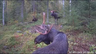 Let the fight commence! Two crown headed male moose glaring at each other