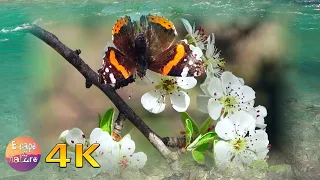 4K Blooming spring flowers from Greek flora, ideal for relaxation - Water sounds and bird songs