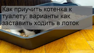 Как приучить котенка к туалету: варианты как заставить ходить в лоток