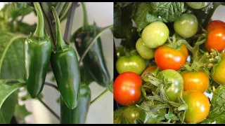 Growing Tomatoes & Peppers Indoors | AeroGarden Seed to Harvest