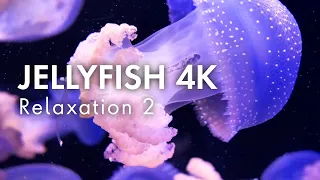 Jellyfish in 4K, Relaxing Music for Stress Relief