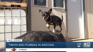 Real-life Timon and Pumbaa live at Phoenix pig sanctuary