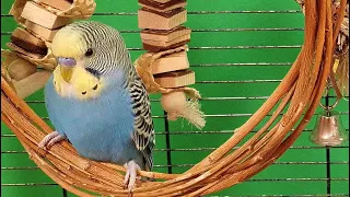 11 hours of budgie sounds for lonely birds