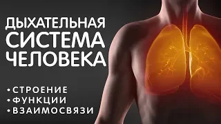 Дыхательная система - строение, газообмен, воздух - как всё устроено. Жизненно важно знать всем! ЗОЖ