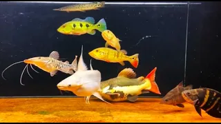 My Monster Fish Community Tank Project- Amazing Monster Fish Tank, Peacock Bass, Oscar fish, Catfish