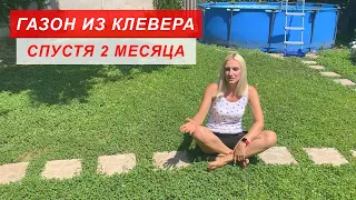 КЛЕВЕРНЫЙ ГАЗОН СПУСТЯ 2 МЕСЯЦА ☘️ Уход за газоном из клевера