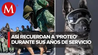 Sedena despide con homenaje a Proteo, perro rescatista que murió en Turquía