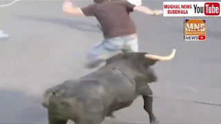 Dangerous Bull Fight Accidents Compilation | Lucky and Funny People Fail Video Clips