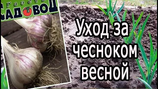 Уход за чесноком весной