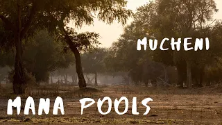 Mana Pools - Episode 2 - Mucheni
