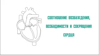 Соотношение возбуждения, возбудимости и сокращения сердца. Физиология сердца.