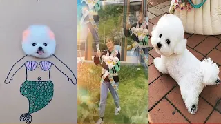 Tik Tok Chó Phốc Sóc Mini | Funny and Cute Pomeranian Videos #43
