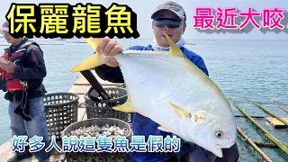 台南最近很多銅盤紅沙喔 不過奇怪沒什麼人愛去釣 很多人說這尾魚是假的 好在我有拍影片