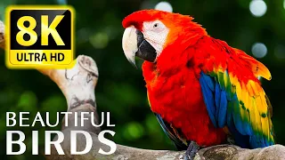 THE BEST BIRD COLLECTION at 8K 60FPS HDR - WITH THE SOUND OF NATURAL RELAXING
