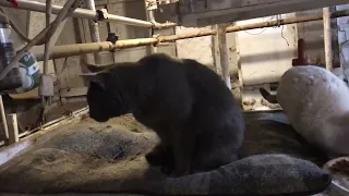 Marvin the barn cat