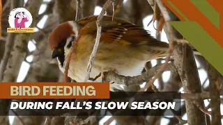 Bird Feeding During Fall's Slow Season