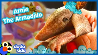 Baby Armadillo Wants To Take A Billion Baths | Calm x Dodo Kids