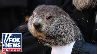Punxsutawney Phil predicts early spring on Groundhog Day 2024