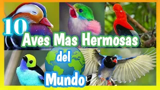 10 AVES MÁS HERMOSAS DEL MUNDO | Las Aves Mas Bellas 🤩 🌍 🐦