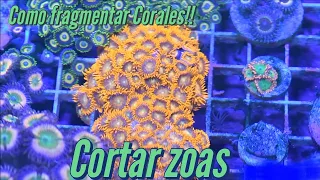 Como Fragmentar Corales Zoantidos¡¡¡¡