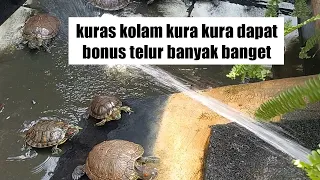 Kuras kolam kura kura dapat bonus telur banyak