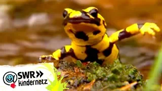 Salamander in OLI's Wilde Welt | SWR Kindernetz