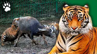 Une espèce menacée de disparaître - Tigre de Chine - Documentaire Animalier - AMP HD
