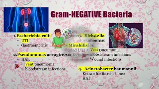 Infections & Antibiotics Explained Ultimate Guide for Healthcare Professionals, AGACNP BOARD REVIEW