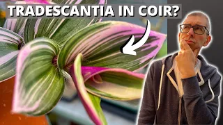Will Tradescantia Grow in COIR? I tested it!