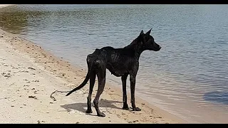 Эта собака оказалась одна на безлюдном острове. Вот, кто пришёл к ней на помощь.